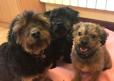 Rescue dogs sitting together