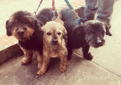 Rescue dogs out for a walk